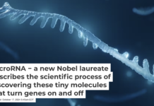 A microRNA molecule is a tiny regulator of other genetic material. Artur Plawgo/iStock via Getty Images Plus